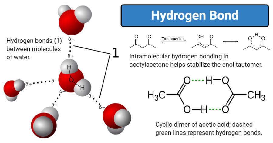 A hydrogen bond is an attractive force between the hydrogen atom of one mol...