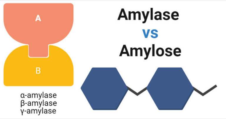 Amylase Vs Amylose 768x403 