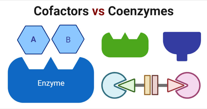Cofactors vs Coenzymes