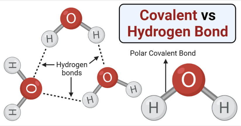 Covalent vs Hydrogen Bond