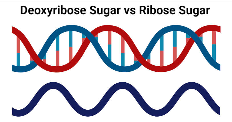 Deoxyribose vs Ribose Sugar