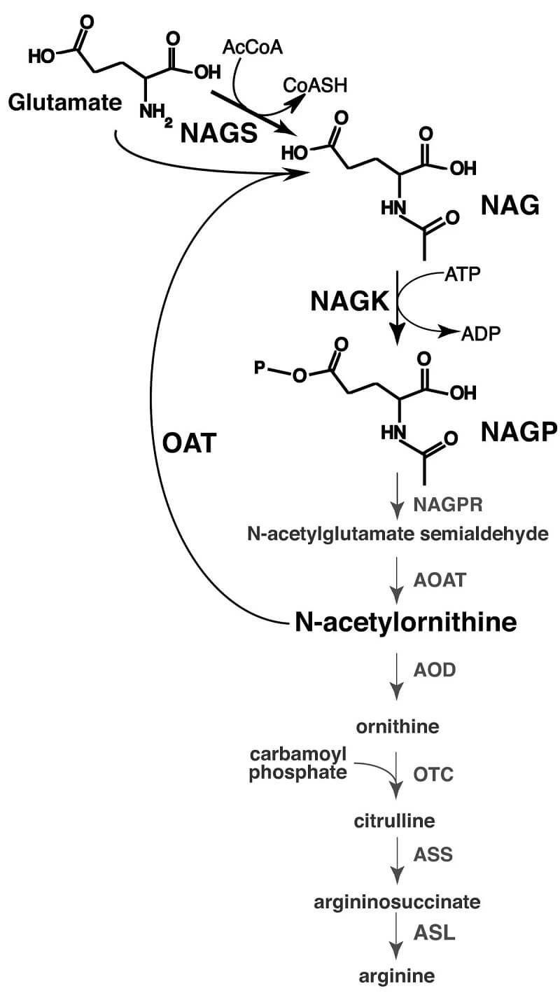 Arginine Biosynthesis