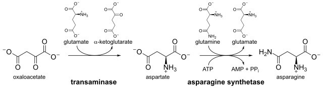 Asparagine Biosynthesis