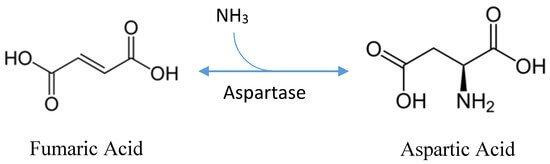 Biosynthesis of Aspartic Acid (Aspartate)