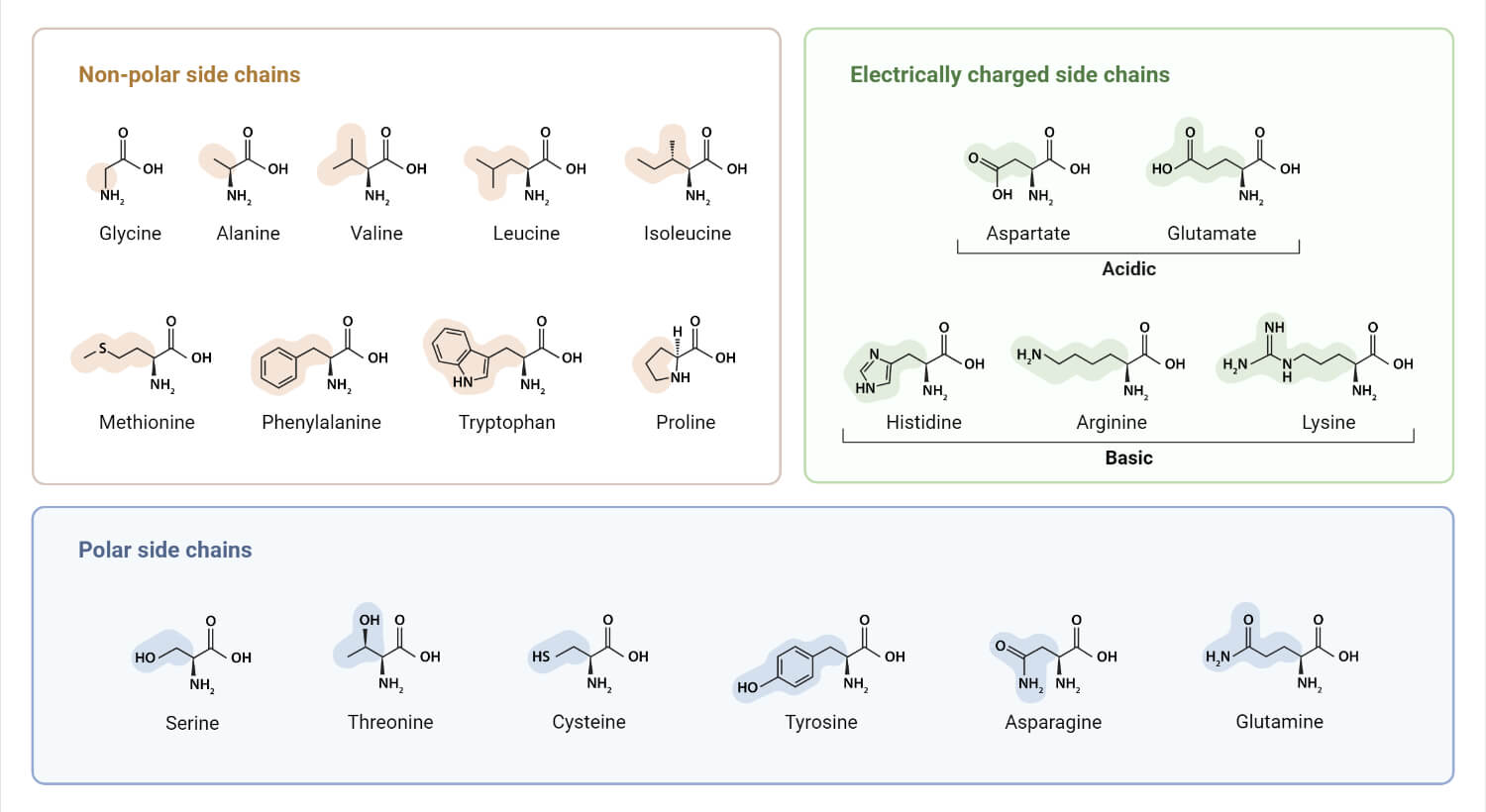 Classification of Amino Acids