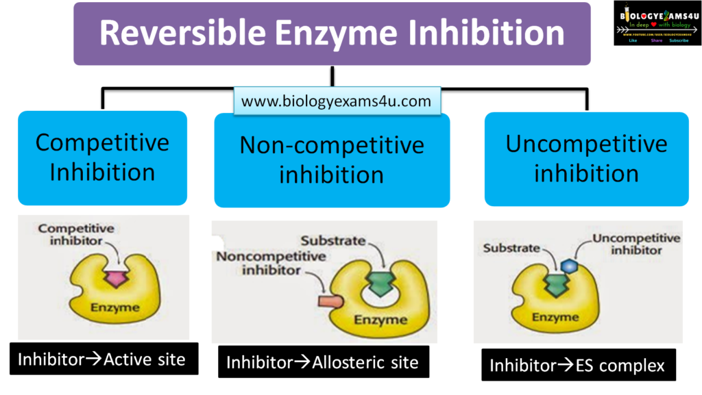 Enzymes Definition Classification Action Inhibition Functions 3549