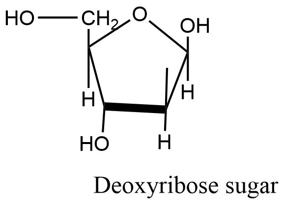 Deoxyribose sugar