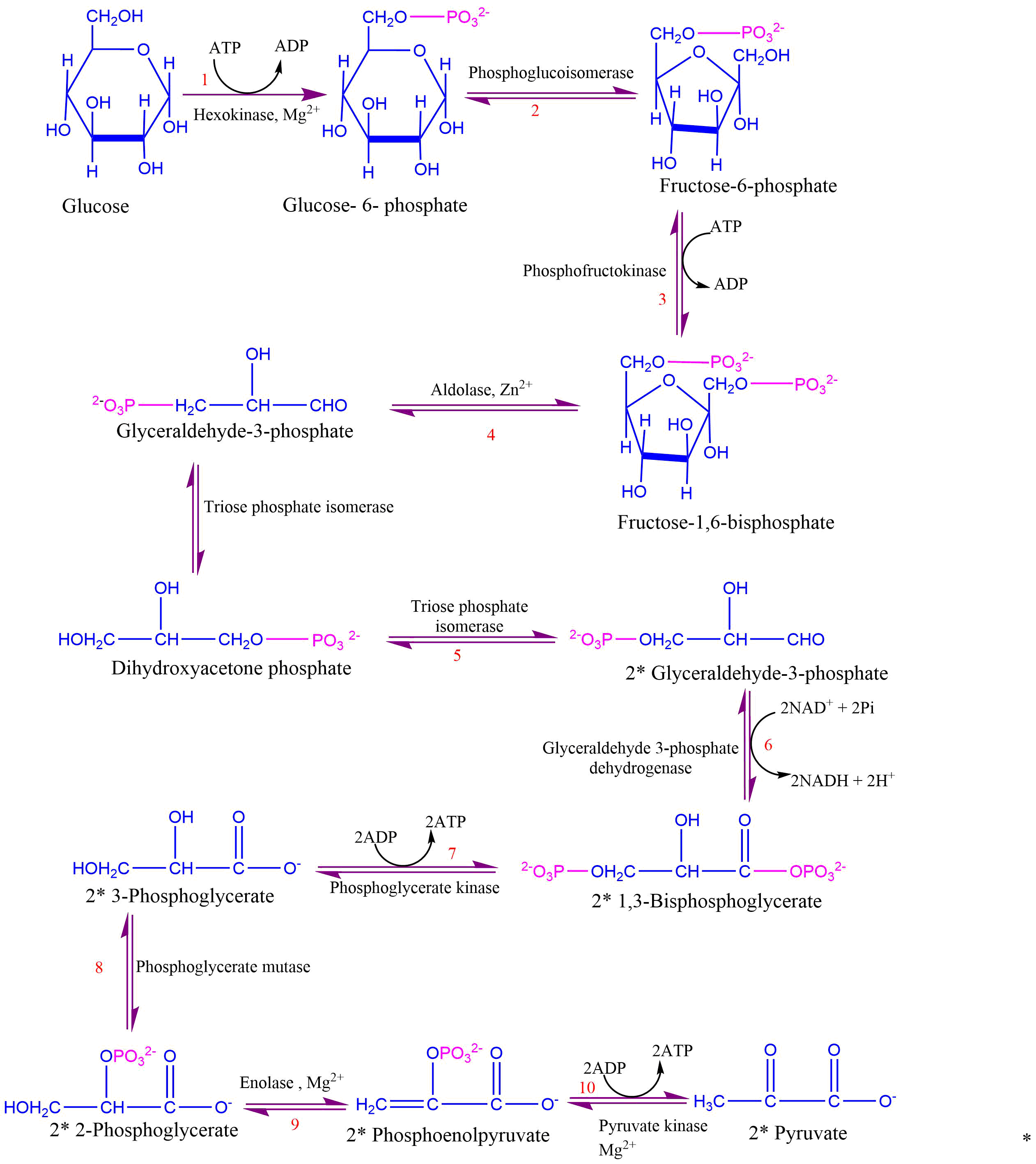 Step of glycolysis