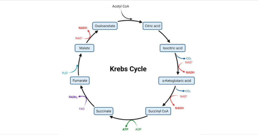 Krebs Cycle Definition Reactions And Steps
