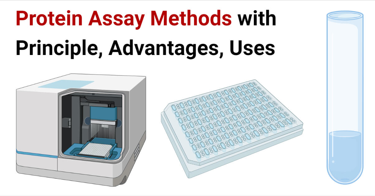 Protein Assay Methods
