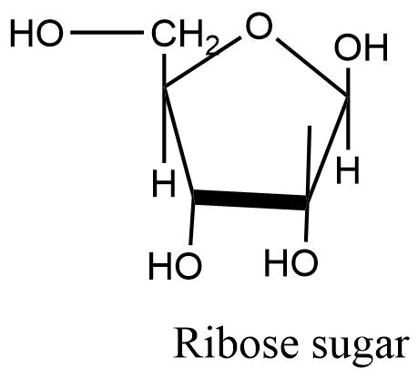 Ribose sugar