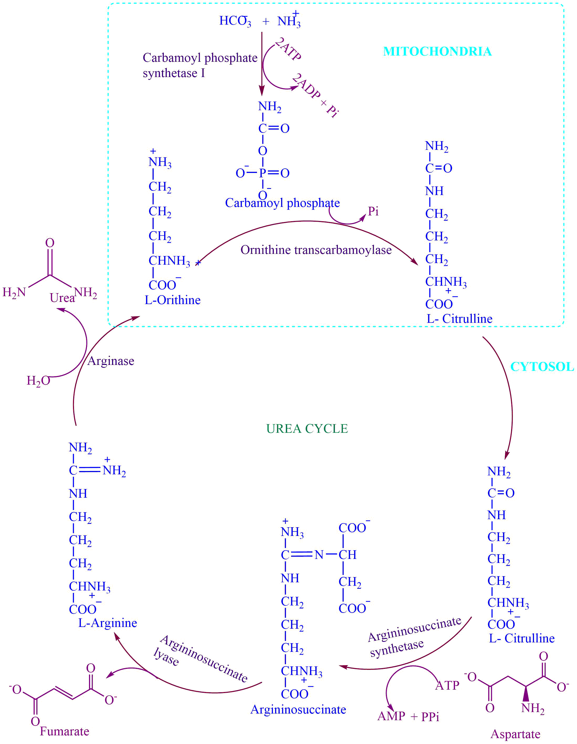 Urea Cycle Steps