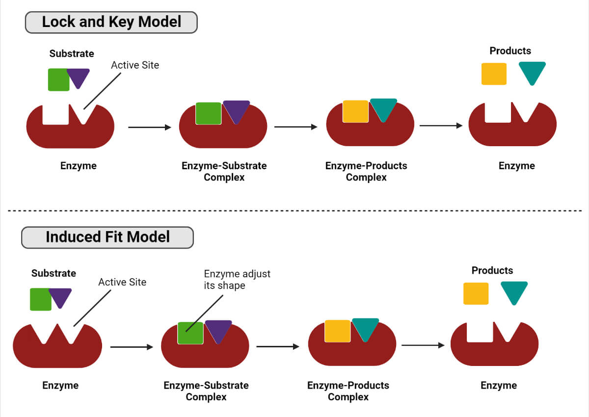 Lock and key model and Induced fit model