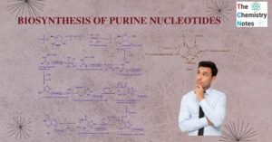 Biosynthesis of purine nucleotides