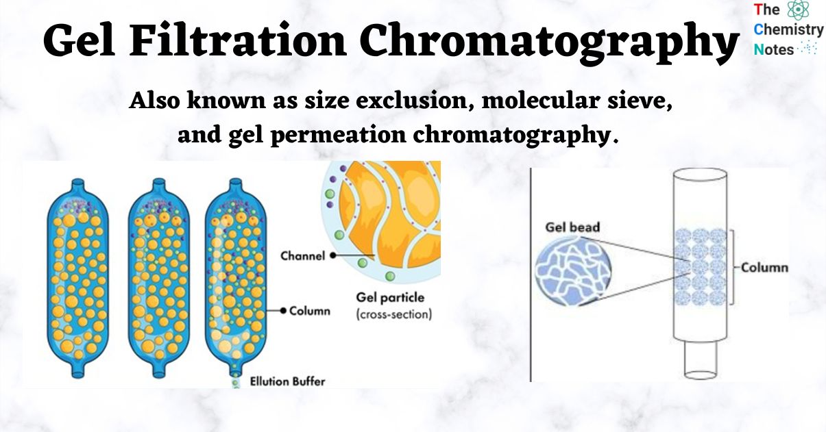 Gel-filtration Chromatography
