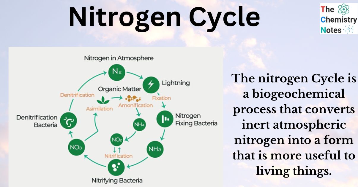 Nitrogen Cycle: Definition, Steps, Importance