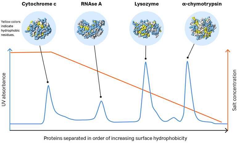 Hydrophobic interaction chromatography