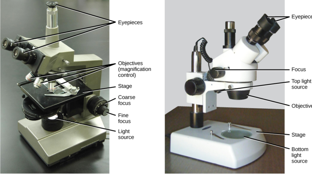 Microscopy (light microscope)