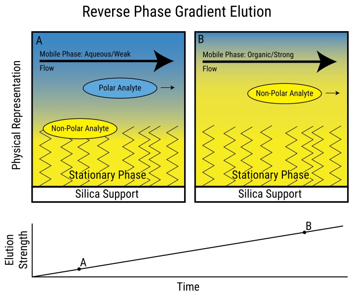 Gradient elution in reverse phase chromatography