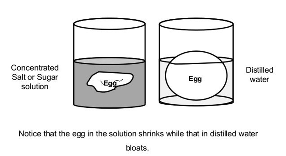 Osmosis Egg experiment