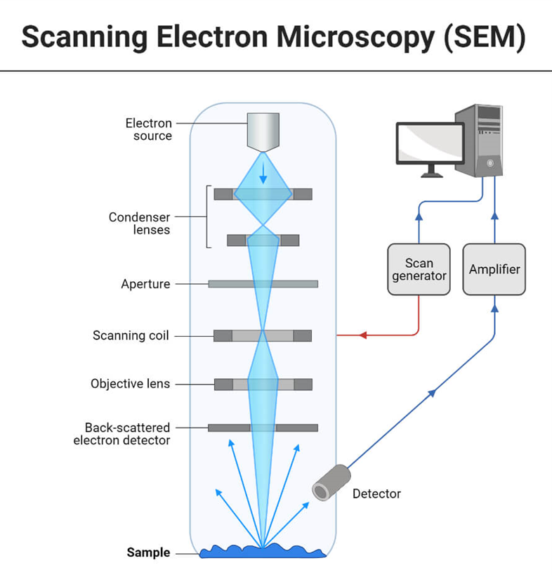 Scanning Electron Microscopy