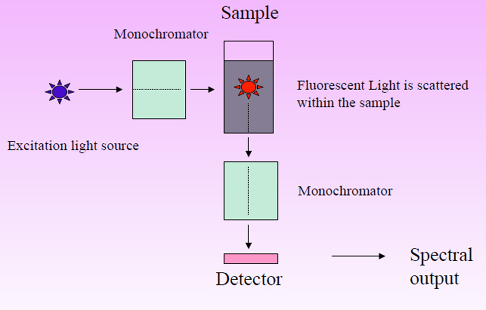 Workflow of Fluorescence spectrophotometry