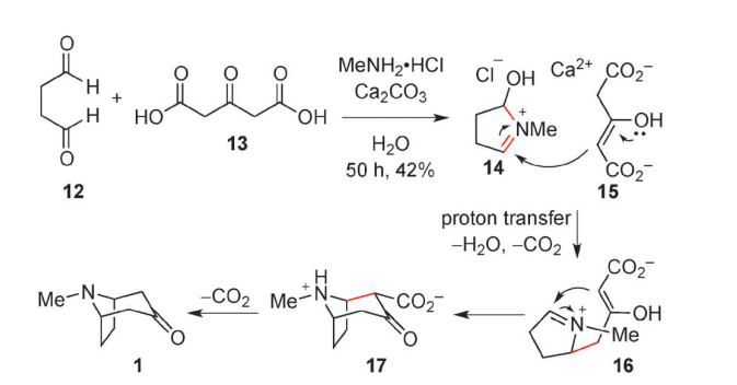 Robinson's tropinone synthesis 